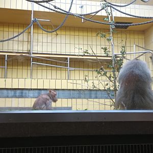 Monkey House: Hamadryas Baboons