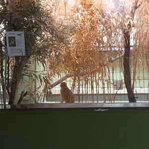 Monkey House: Patas Monkey indoor Enclosure