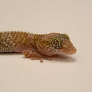 Guibé's ground gecko (Paroedura guibeae)
