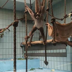 Monkey House: young Variegated spider Monkey