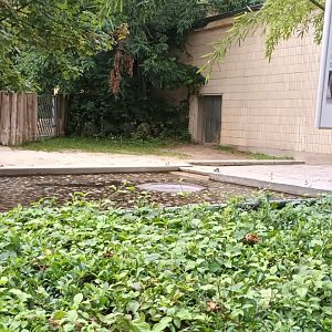 Pachyderm House: Hippo Enclosure