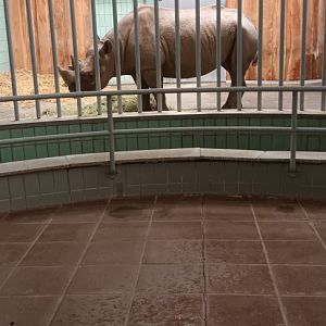 Pachyderm House: Eastern black Rhino indoor Enclosure