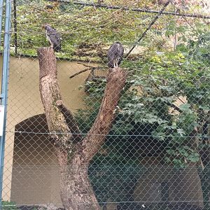 King Vulture Aviary