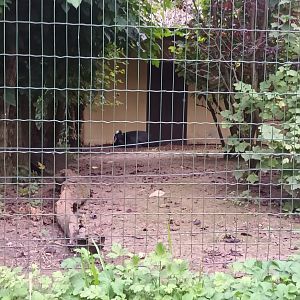 Southern Cassowary Enclosure