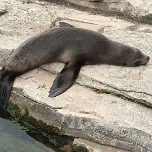South african fur Seal