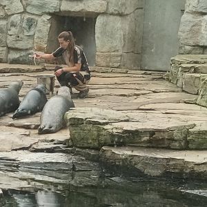 Harbor Seal Feeding Time