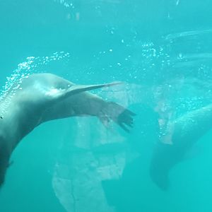 diving South african fur Seals