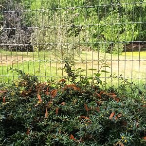 Red crowned Crane and Tufted Deer Enclosure