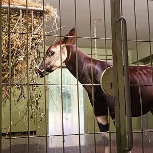 Giraffe House: Okapi