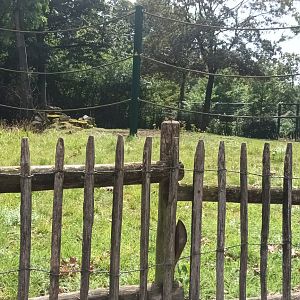 Giraffe House: Generic Giraffe and Reticulated Giraffe Enclosure