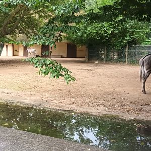 Grevys Zebra Enclosure