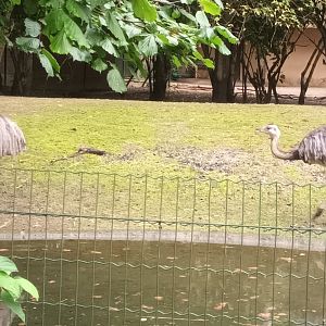 Greater Rheas
