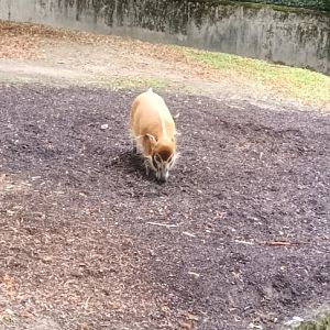 Red river Hog