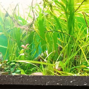 Example of South american Freshwater Tank