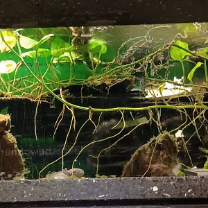 Axolotl Habitat