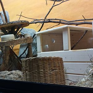 Fancy Rat Enclosure