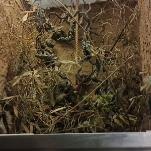 Eurasian harvest Mouse Habitat