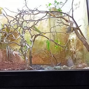 Veiled Chameleon Habitat