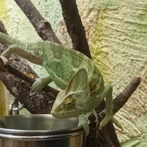 Veiled Chameleon