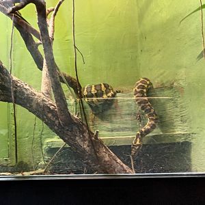 Carpet Python