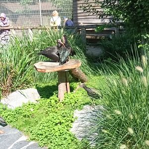 Red eared Slider and Northern bald Ibises
