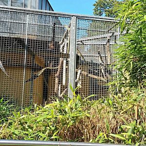 Black handed spider Monkey Enclosure