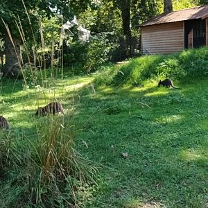 Bennetts Wallaby Enclosure