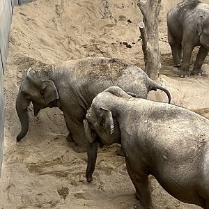 Blackpool Zoo Elephants-3/11/2024