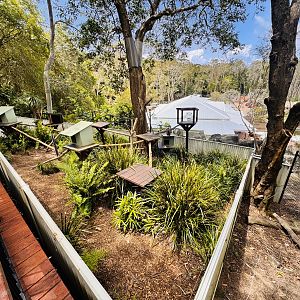 Goodfellow’s Tree Kangaroo enclosure