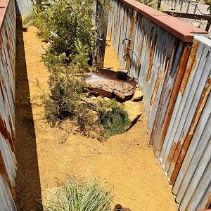 Shingleback/Cunningham’s Skink enclosure