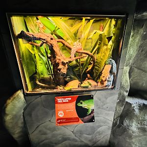 White-lipped Tree Frog enclosure