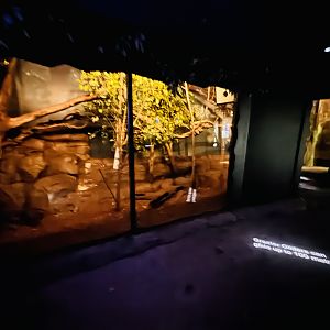 Greater Glider enclosure