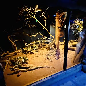 Ghost bat/bilby enclosure