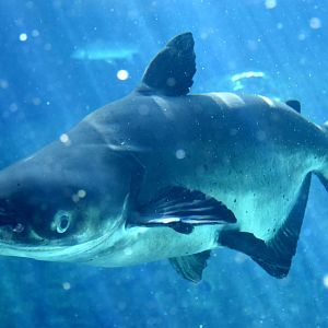 Mekong Giant Catfish (Pangasianodon gigas)