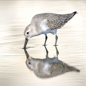 Dunlin ~ Kasai Rinkai Park