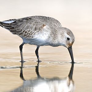 Dunlin ~ Kasai Rinkai Park