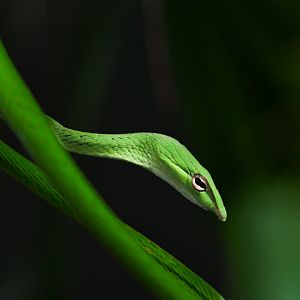 Oriental Whip Snake ~ Lower Pierce Reservoir Park