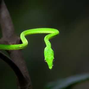 Oriental Whip Snake ~ Lower Pierce Reservoir Park