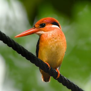 Black Backed Dwarf Kingfisher ~ Singapore Botanic Gardens