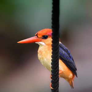Black Backed Dwarf Kingfisher ~ Singapore Botanic Gardens