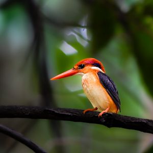 Black Backed Dwarf Kingfisher ~ Singapore Botanic Gardens