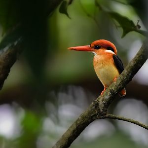Black Backed Dwarf Kingfisher ~ Singapore Botanic Gardens