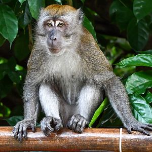 Long-tailed Macaque (Macaca fascicularis)