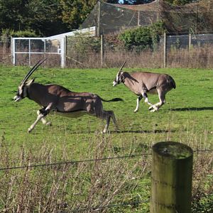 Beisa Oryx, Marwell 27th October 2024