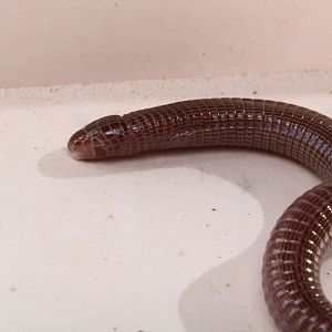 Iberian worm lizard (Blanus cinereus)