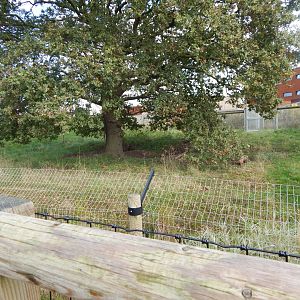 Bush dog exhibit 121024