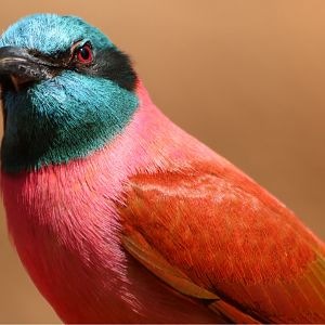 Northern Carmine Bee-eater