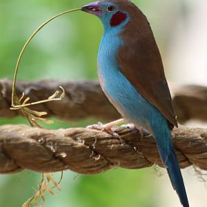 Red-cheeked Cordon-Bleu