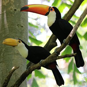 Adult and Young Toco Toucan