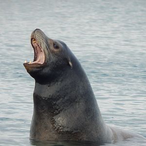 Point Lobos - California sealion 121024